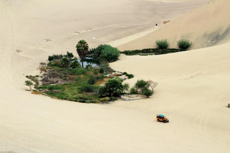 Oasis